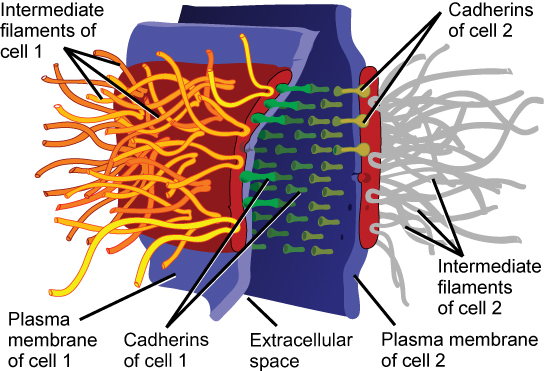 This illustration shows two cells fused together by a desmosome. Cadherins extend from each cell and join the two cells together. Intermediate filaments connect to cadherins on the inside of the cell