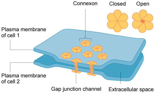 This illustration shows two cells joined together with protein pores called gap junctions that allow water and small molecules to pass through