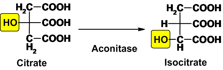 Image showing how aconitase converts citrate to isocitrate. 