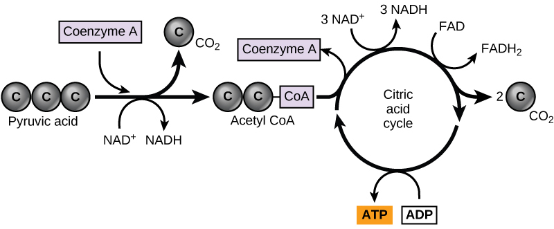 A graphic shows pyruvate becoming a two-carbon acetyl group by removing one molecule of carbon dioxide. The two-carbon acetyl group is picked up by coenzyme A to become acetyl CoA. The acetyl CoA then enters the citric acid cycle. Three NADH, one FADH2, one ATP, and two carbon dioxide molecules are produced during this cycle
