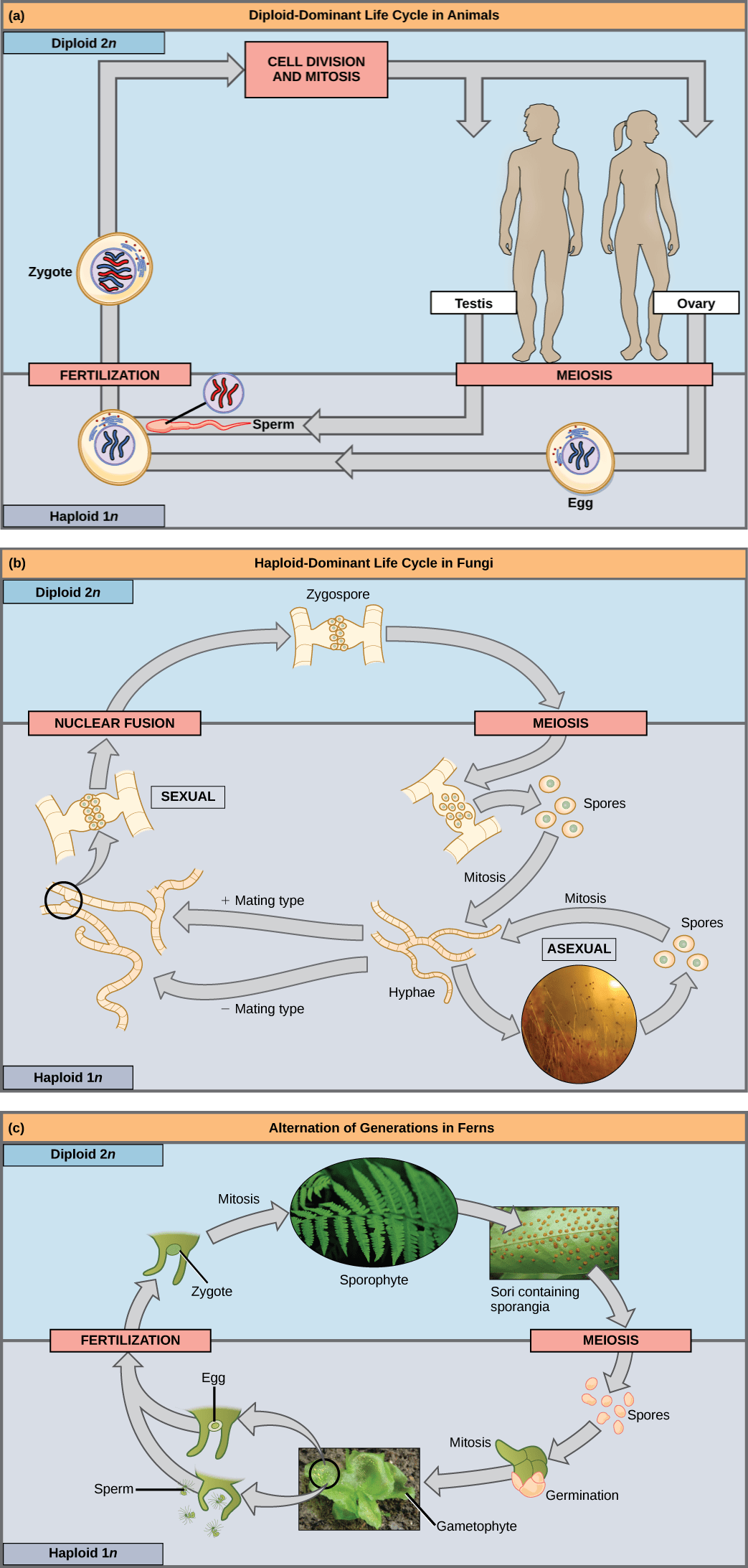 Part a shows the life cycle of animals. Through meiosis, adult males produce haploid (1n) sperm, and adult females produce haploid eggs. Upon fertilization, a diploid (2n) zygote forms, which grows into an adult through mitosis and cell division. Part b shows the life cycle of fungi. In fungi, the diploid (2n) zygospore undergoes meiosis to form haploid (1n) spores. Mitosis of the spores occurs to form hyphae. Hyphae can undergo asexual reproduction to form more spores, or they form plus and minus mating types that undergo nuclear fusion to form a zygospore. Part c shows the life cycle of fern plants. The diploid (2n) zygote undergoes mitosis to produce the sphorophyte, which is the familiar, leafy plant. Sporangia form on the underside of the leaves of the sphorophyte. Sporangia undergo meiosis to form haploid (1n) spores. The spores germinate and undergo mitosis to form a multicellular, leafy gametophyte. The gametophyte produces eggs and sperm. Upon fertilization, the egg and sperm form a diploid zygote