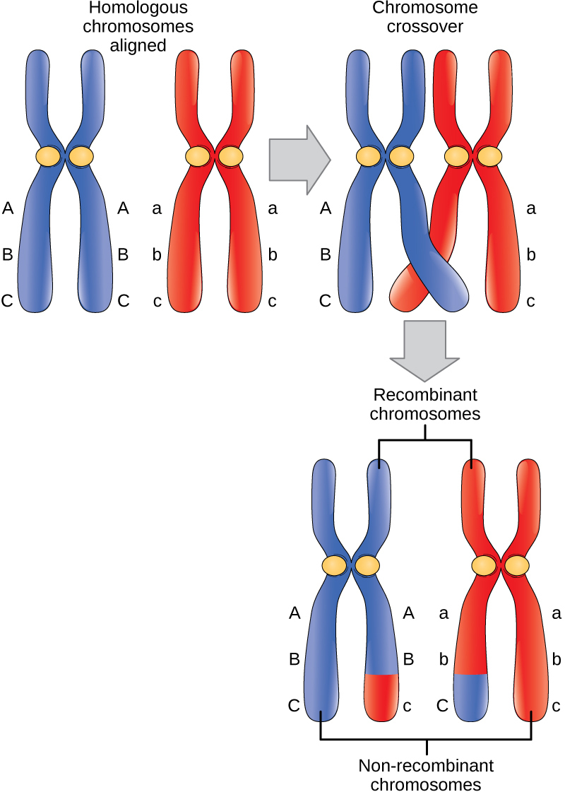 This illustration shows a pair of homologous chromosomes that are aligned. the ends of two non-sister chromatids of the homologous chromosomes cross over, and genetic material is exchanged. the non-sister chromatids between which genetic material was exchanged are called recombinant chromosomes. the other pair of non-sister chromatids that did not exchange genetic material are called non-recombinant chromosomes