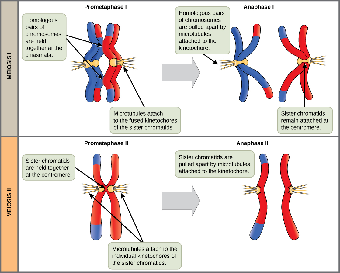 This illustration compares chromosome alignment in meiosis I and meiosis II. In prometaphase I, homologous pairs of chromosomes are held together by chiasmata. In anaphase I, the homologous pair separates and the connections at the chiasmata are broken, but the sister chromatids remain attached at the centromere. In prometaphase II, the sister chromatids are held together at the centromere. In anaphase II, the centromere connections are broken and the sister chromatids separate