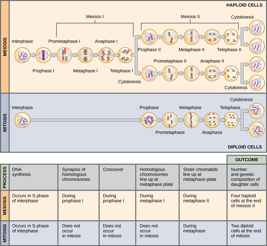 This illustration compares meiosis and mitosis. In meiosis, there are two rounds of cell division, whereas there is only one round of cell division in mitosis. In both mitosis and meiosis, DNA synthesis occurs during S phase. Synapsis of homologous chromosomes occurs in prophase I of meiosis, but does not occur in mitosis. Crossover of chromosomes occurs in prophase I of meiosis, but does not occur in mitosis. Homologous pairs of chromosomes line up at the metaphase plate during metaphase I of meiosis, but not during mitosis. Sister chromatids line up at the metaphase plate during metaphase II of meiosis and metaphase of mitosis. The result of meiosis is four haploid daughter cells, and the result of mitosis is two diploid daughter cells