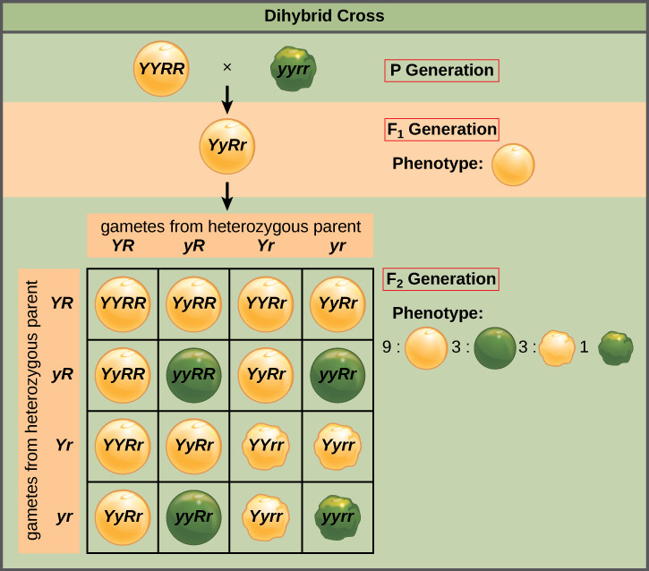 This illustration shows a dihybrid cross between pea plants. In the P generation, a plant that has the homozygous dominant phenotype of yellow, round peas is crossed with a plant with the homozygous recessive phenotype of green, wrinkled peas. The resulting F_{1} offspring have a heterozygous genotype and yellow, round peas. Self-pollination of the F_{1} generation results in F_{2} offspring with a phenotypic ratio of 9:3:3:1 for round–yellow, round–green, wrinkled–yellow, and wrinkled–green peas, respectively