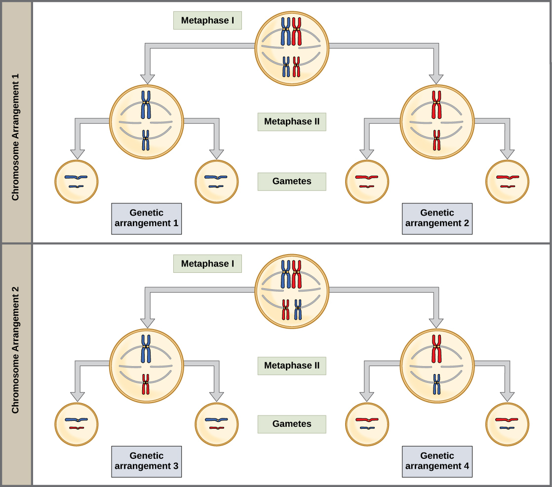Homologous pairs of chromosomes line up at the metaphase plate during metaphase I of meiosis. The homologous chromosomes, with their different versions of each gene, are randomly segregated into daughter nuclei, resulting in a variety of possible genetic arrangements