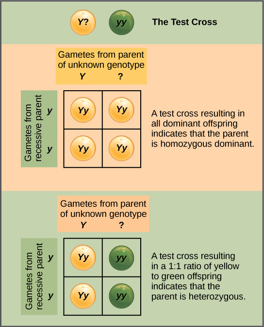 In a test cross, a parent with a dominant phenotype but unknown genotype is crossed with a recessive parent. If the parent with the unknown phenotype is homozygous dominant, all the resulting offspring will have at least one dominant allele. If the parent with the unknown phenotype is heterozygous, 50 percent of the offspring will inherit a recessive allele from both parents and will have the recessive phenotype