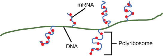 Illustration shows multiple mRNAs being transcribed off one gene. Ribosomes attach to the mRNA before transcription is done and begin making protein