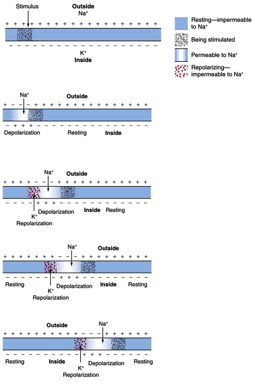 Five images of nerve impulses, the propagation of an action potential along a cell membrane.