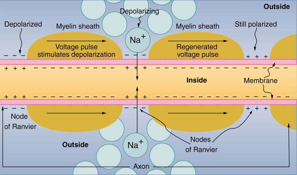 Image of a nerve impulse moving down a myelinated axon, from left to right.