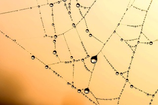 Beaded cobweb.jpg